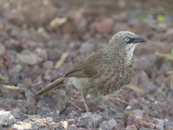 <h3><a href="/trips/tanzania/biota/animalia/chordata/aves/040 passeriformes/091 leiothrichidae/turdoides sharpei/turdoides sharpei-nl.html">Turdoides&nbsp;sharpei</a> / Black‑lored&nbsp;babbler / Taborababbelaar</h3>OM-1 Mark II met OLYMPUS M.150-400mm F4.5 TC, 1/1000 sec  bij F5.6, ISO 10000, afstand 3.9&nbsp;m